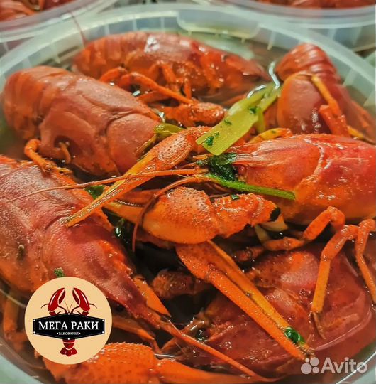 Раки Волжские. Свежий улов