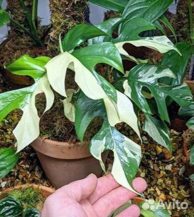 Рафидофора тетрасперма вариегатная