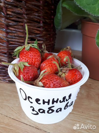 Земляника садовая с питомника. Рассада, Саженцы