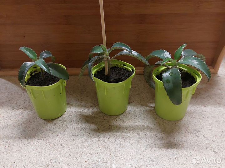 Каланхоэ лечебный Дегремона(живородящее)