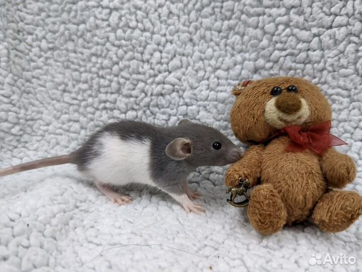 Крысята дамбо домашние малыши