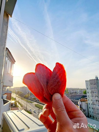 Икра вяленая опт