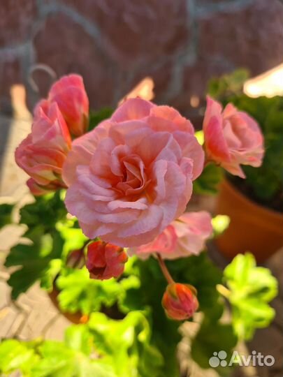 Пеларгония Леона Галактика