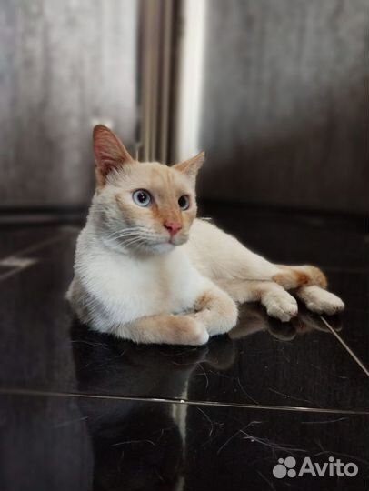 Котик в добрые ручки