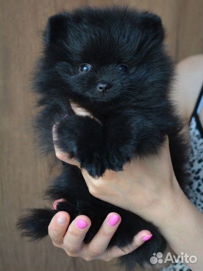 Померанский шпиц щенки