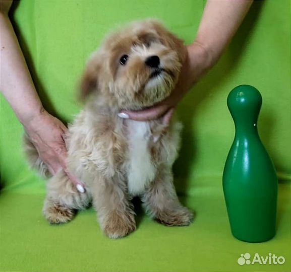 Мальтипу нарядная девочка