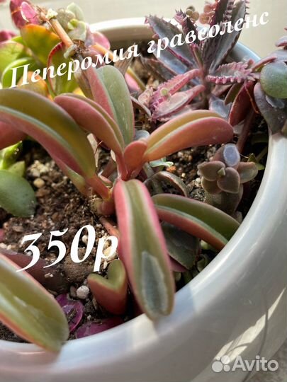 Редкие суккуленты
