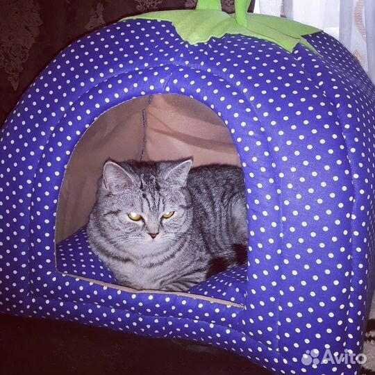 Шотландские котята прямоухие