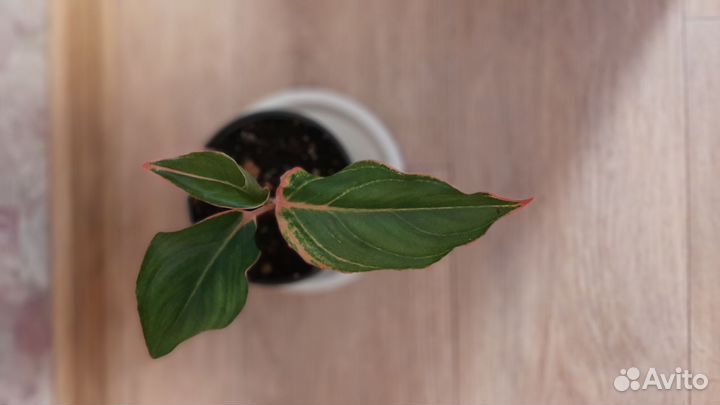 Аглаонема крит