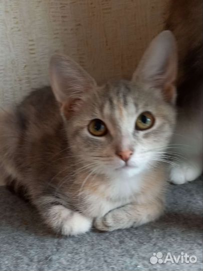 Скромная девочка ищет дом