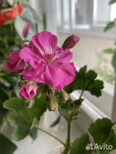 Черенок герани