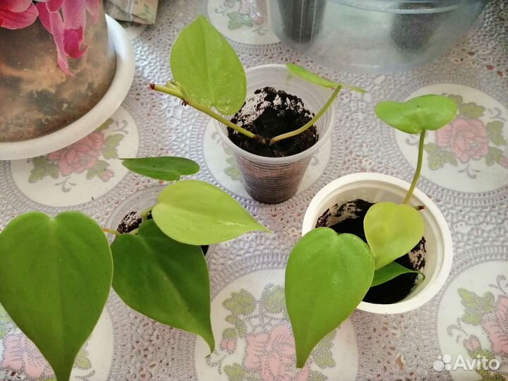 Филодендрон