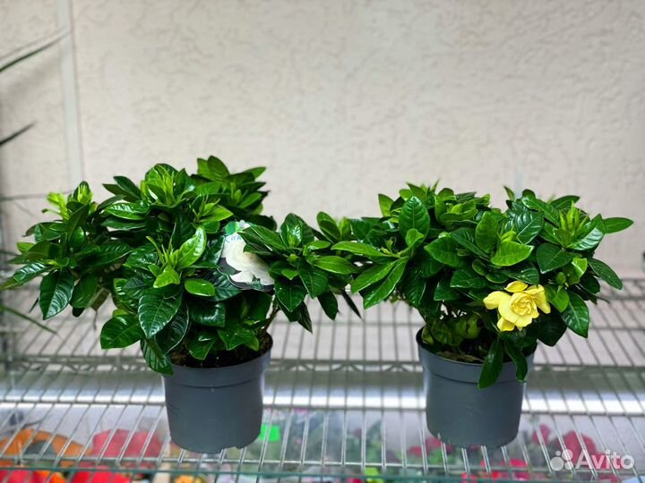 Гардения жасминовидная Gardenia jasminoides 24/13