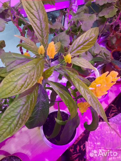 Пахистахис