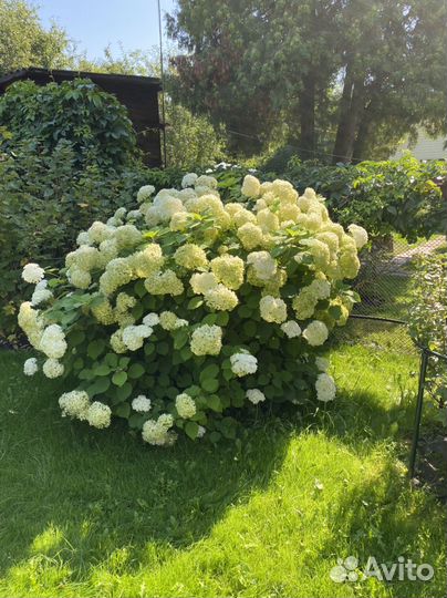 Гортензия древовидная Аннабель (Annabelle)