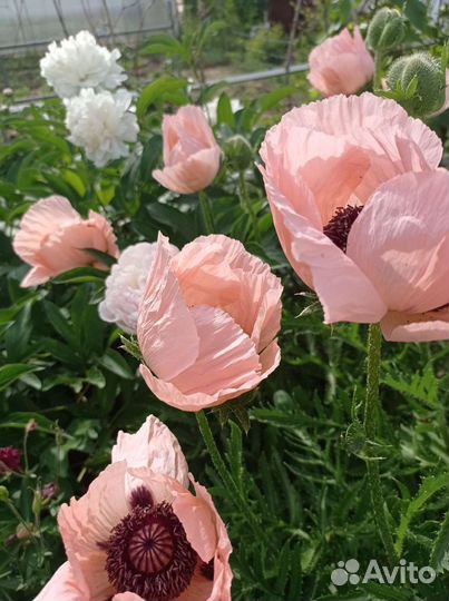 Многолетние цветы