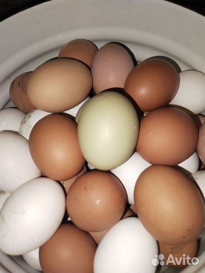 Домашние куриные яйца