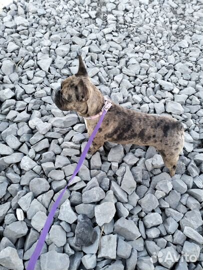 Французский бульдог