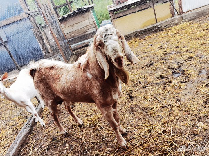 Нубийские козы козлята, зааненские козы и козлята
