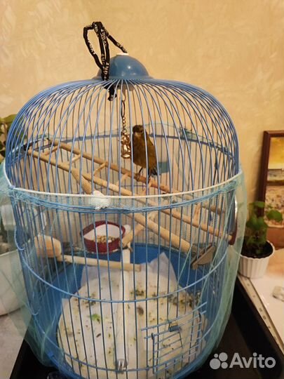 Певчий кенор с клеткой