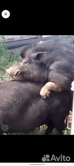 Вьетнамские вислобрюхие поросята