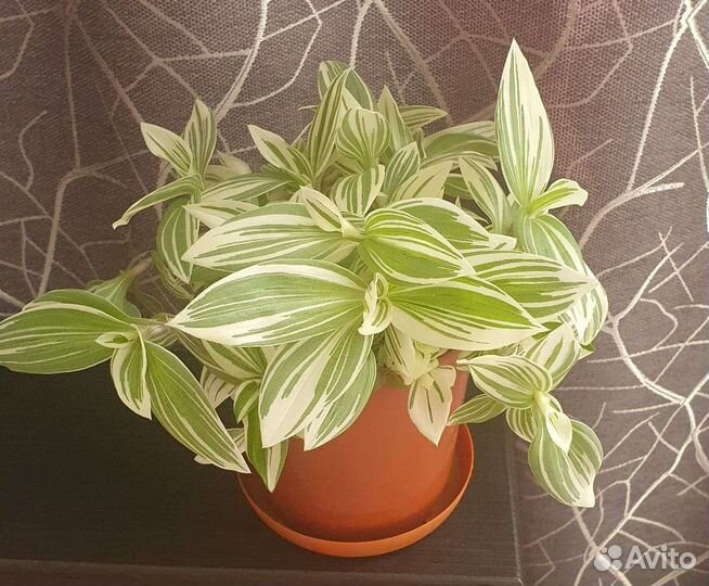 Цветы для дома