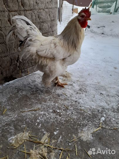 Молодые петушки