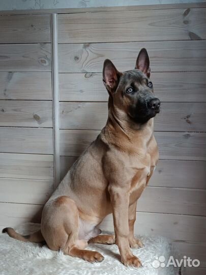 В добрые руки Тайский Риджбек