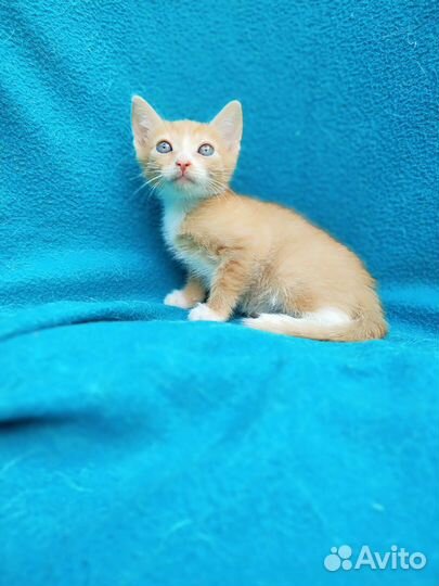 Рыжий котик,2 мес в дар