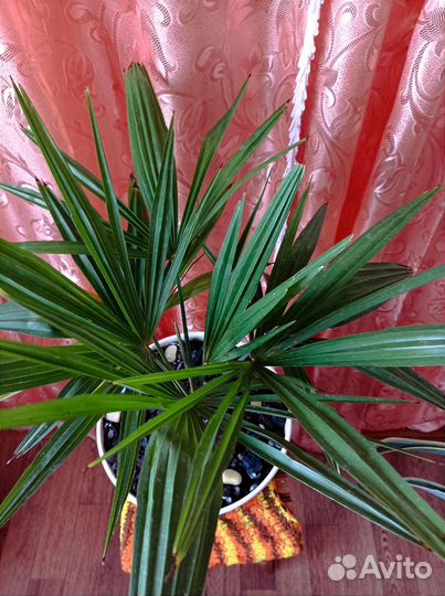 Пальма Трахикарпус