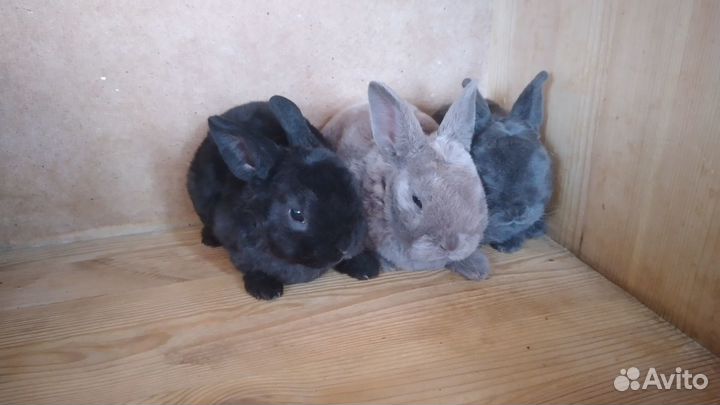 Карликовые плюшевые рексы