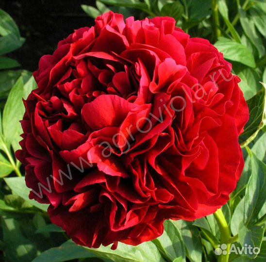 Махровые пионы