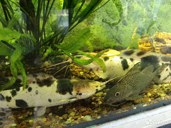 Аквариумные сомы