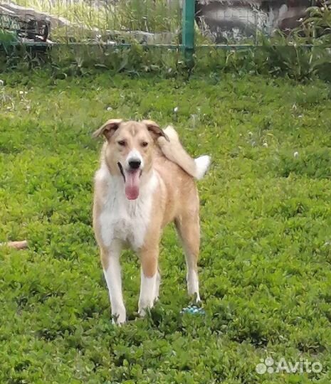 Собака в добрые руки