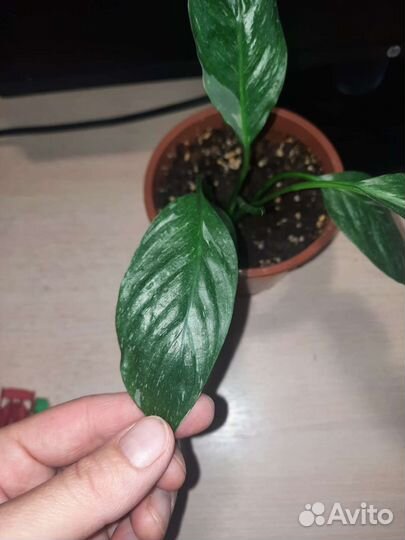 Замиокулькас, спатифиллум джемини