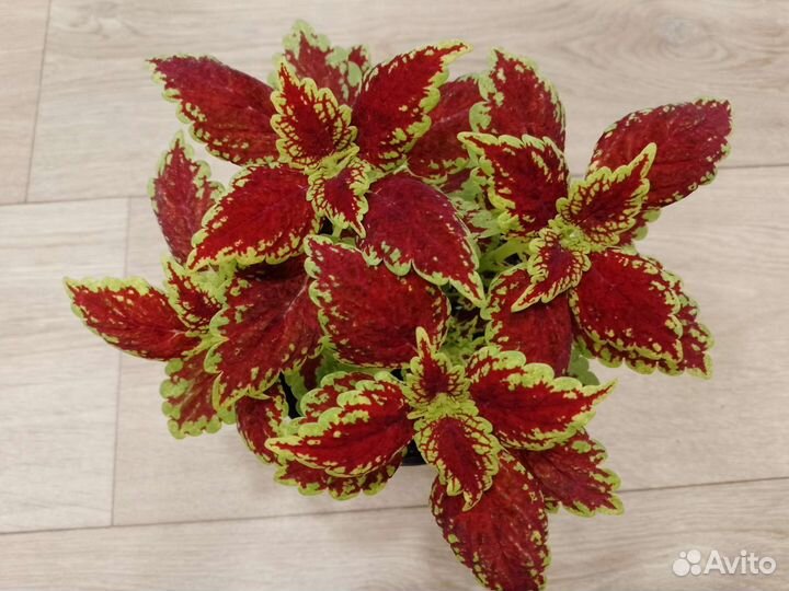 Колеусы 70 сортов