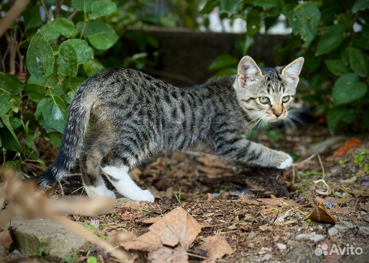 Котенок-сирота ищет дом