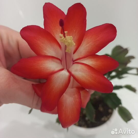 Декабрист красный