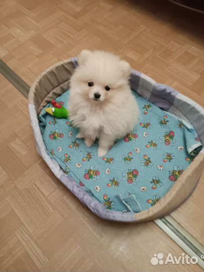 Померанский шпиц мини белый