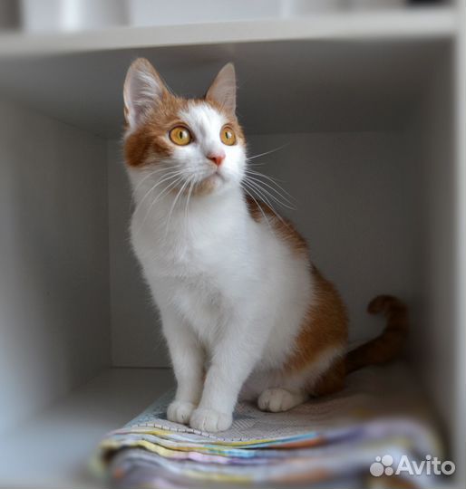 Кошка в добрые руки