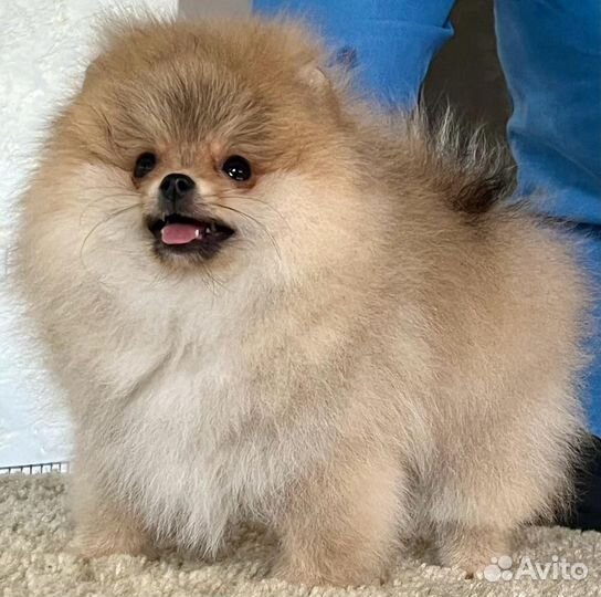 Померанский шпиц