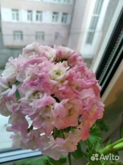 Пеларгония герань April snow и Appel blossom