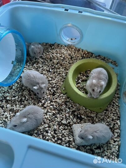 Джунгарские хомячки