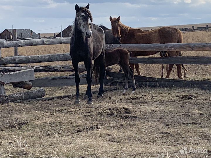 Продажа лошадей