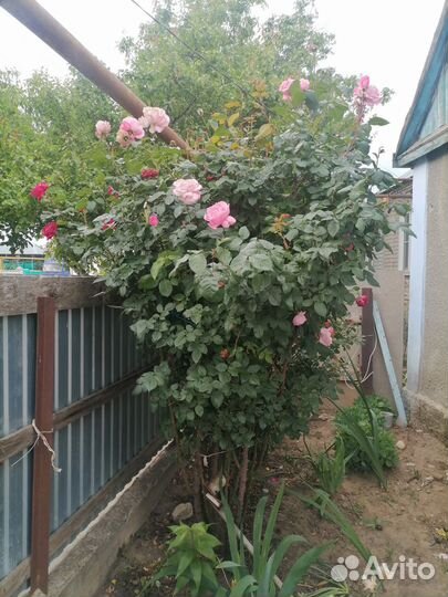 Розы на срез