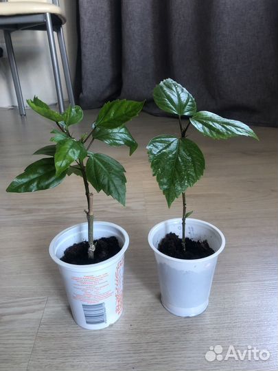 Гибискус китайская роза