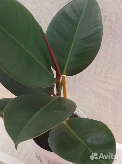 Фикус каучуконосный