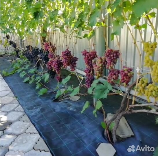 Саженцы виноград окс