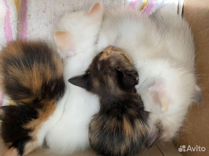 Котята в добрые руки