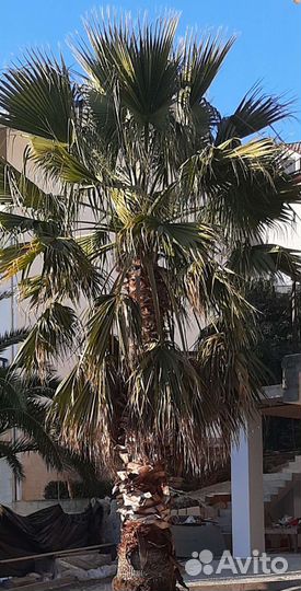 Семена пальмы вашингтония